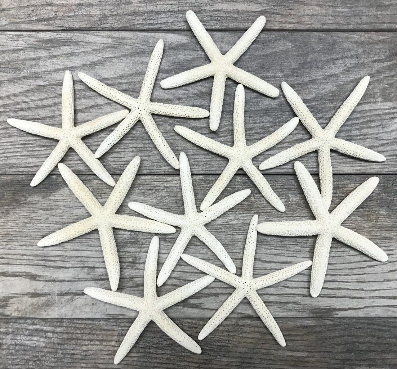 Starfish 10 Pack White Finger Starfish 4"-5"  for Craft and Décor